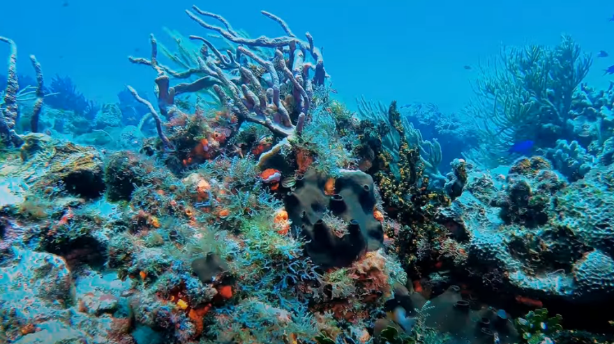 Punta Sur Dive Site Scuba Diving Cozumel, Mexico