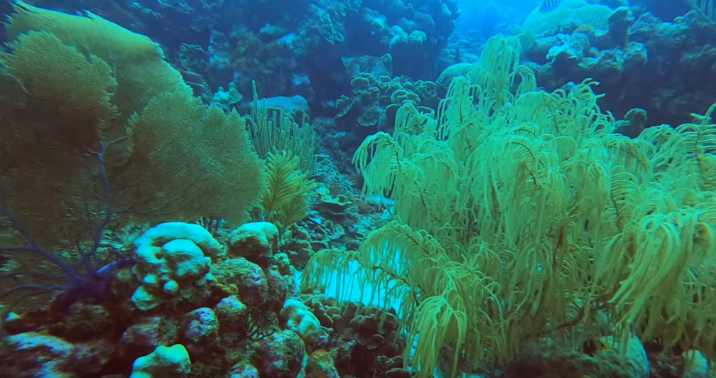 Smokeys Dive Site Scuba Diving Curacao, Dutch Caribbean