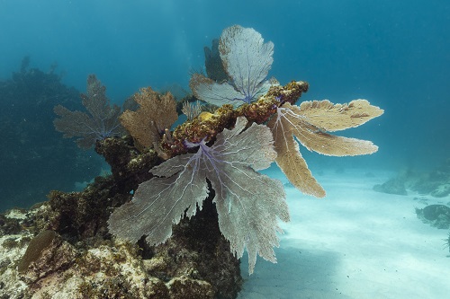 Coral Gardens Dive Site Scuba Diving Playa Blanca, Dominican Republic