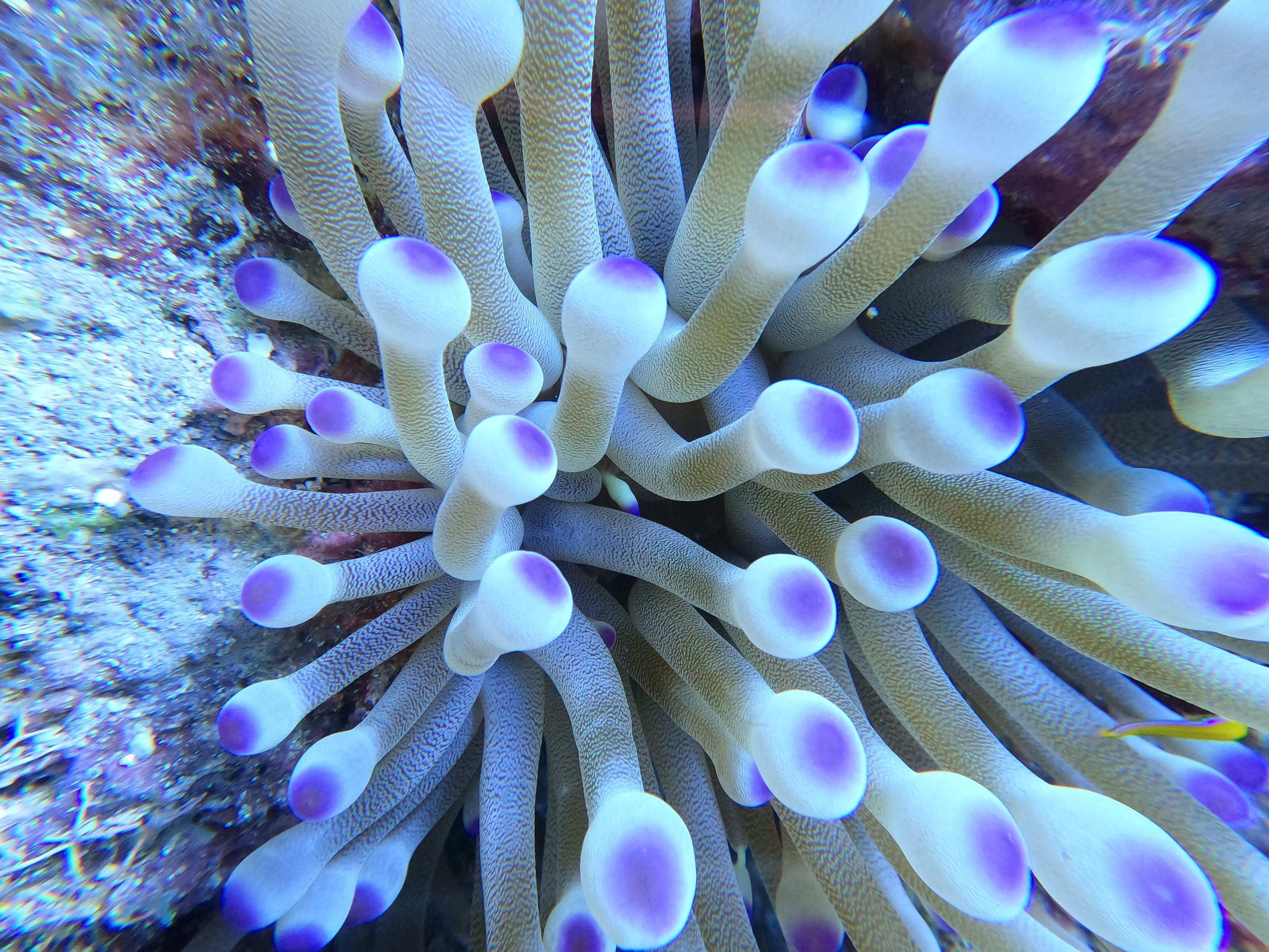 The Scuba Directory