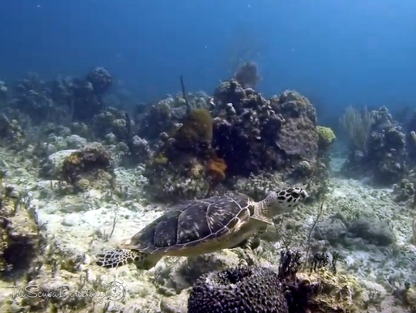 Victory Reef Dive Site Scuba Diving Bimini Islands, Bahamas