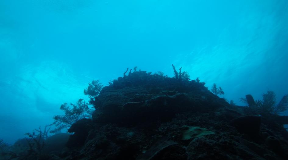 Manta Canyon Dive Site Scuba Diving Cayman Brac, Cayman Islands