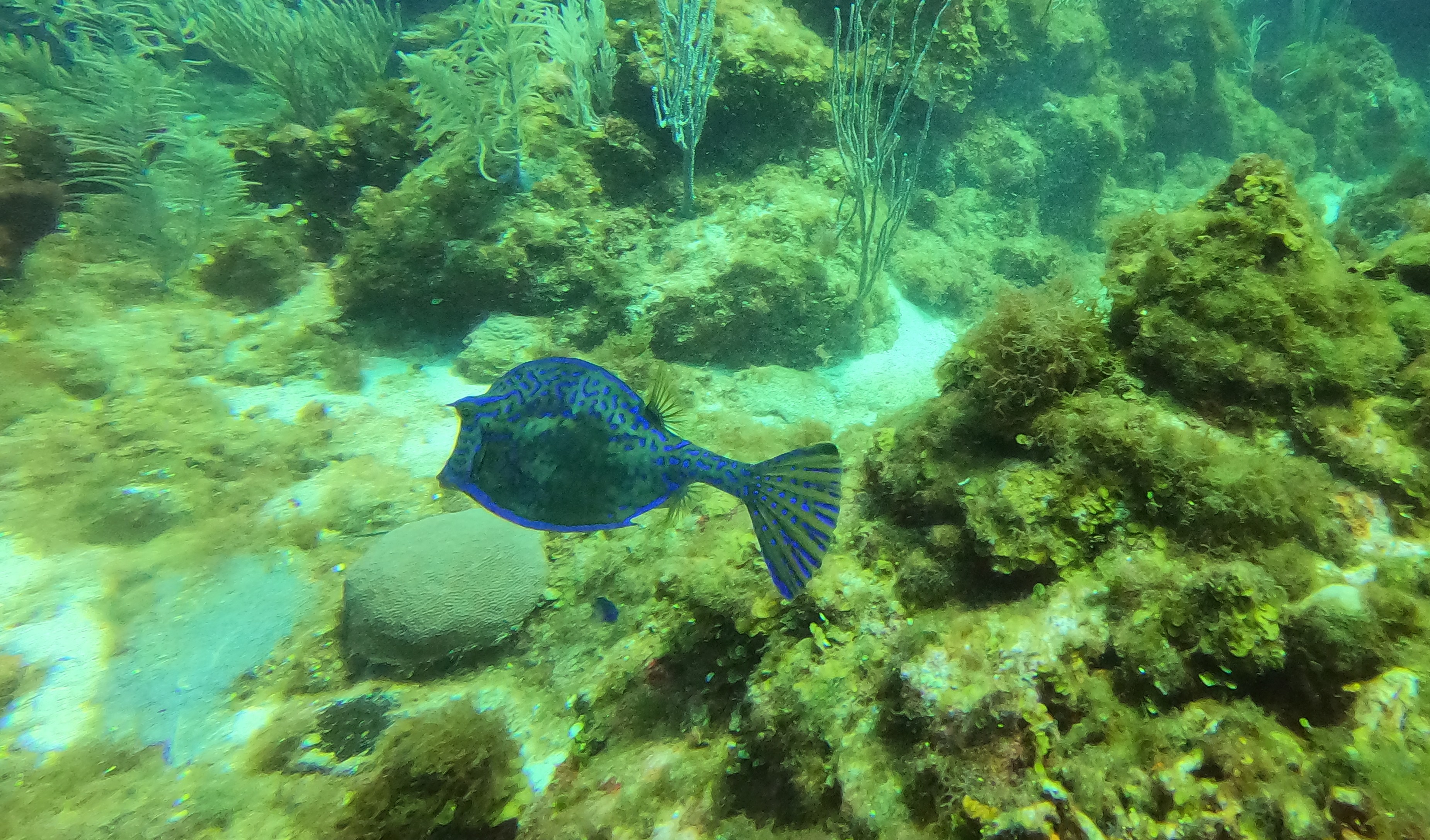 The Scuba Directory