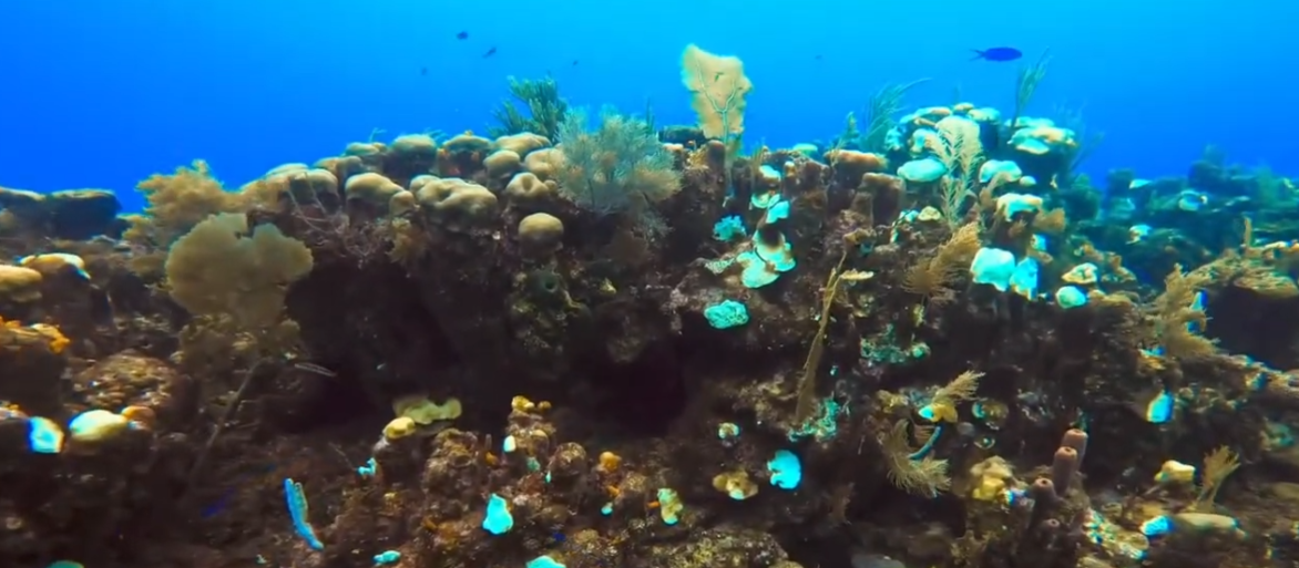 Moonlight, Roatan Dive Site