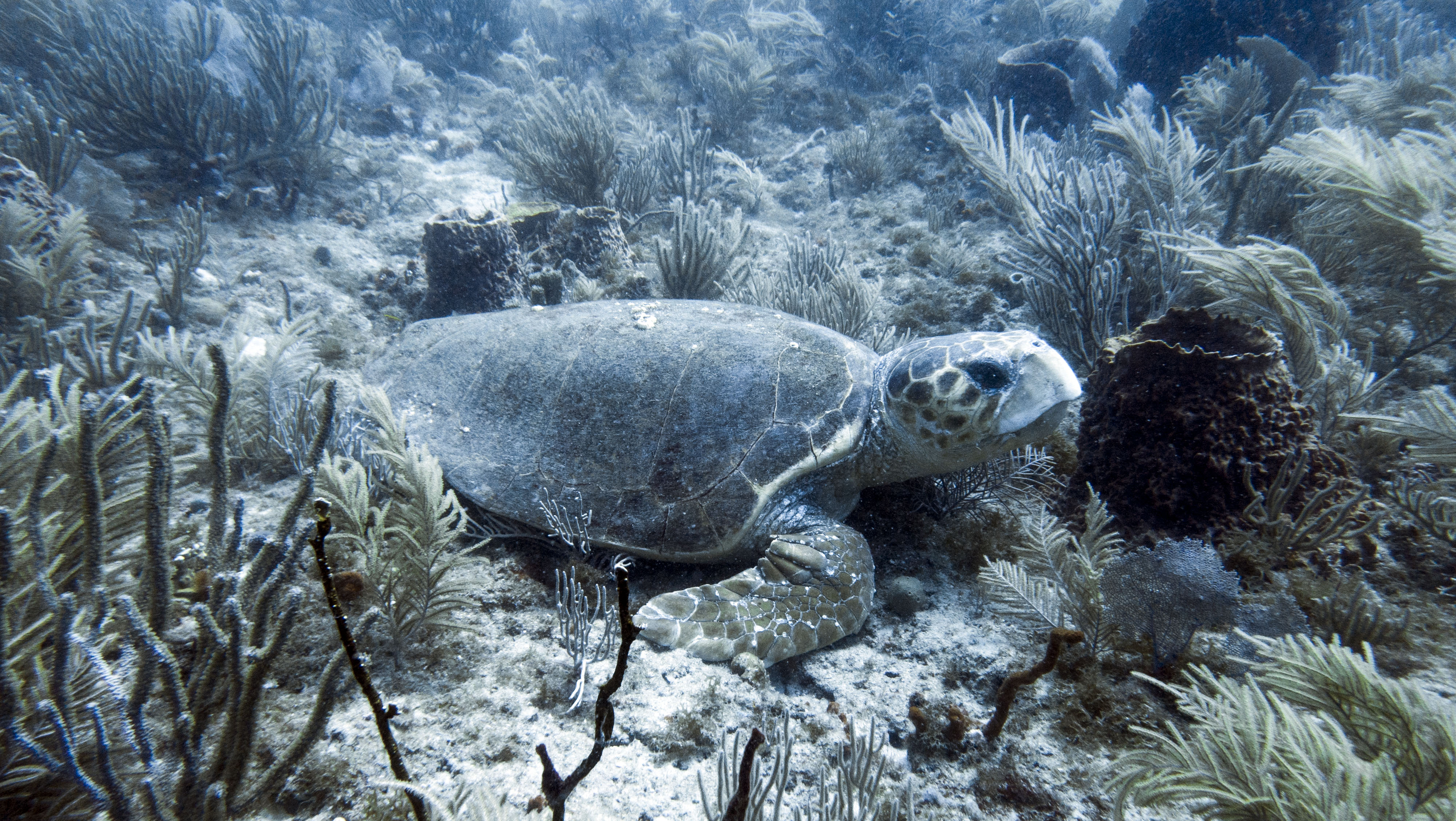 Bath and Tennis Dive Site Scuba Diving West Palm Beach, United States