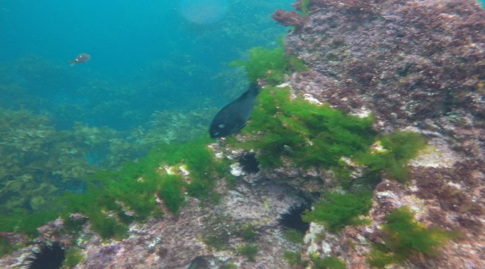 The Garden Dive Site Scuba Diving Poor Knights Islands, New Zealand