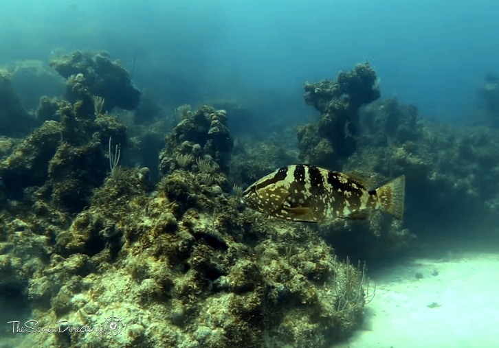 The Towers Dive Site Scuba Diving Nassau, Bahamas