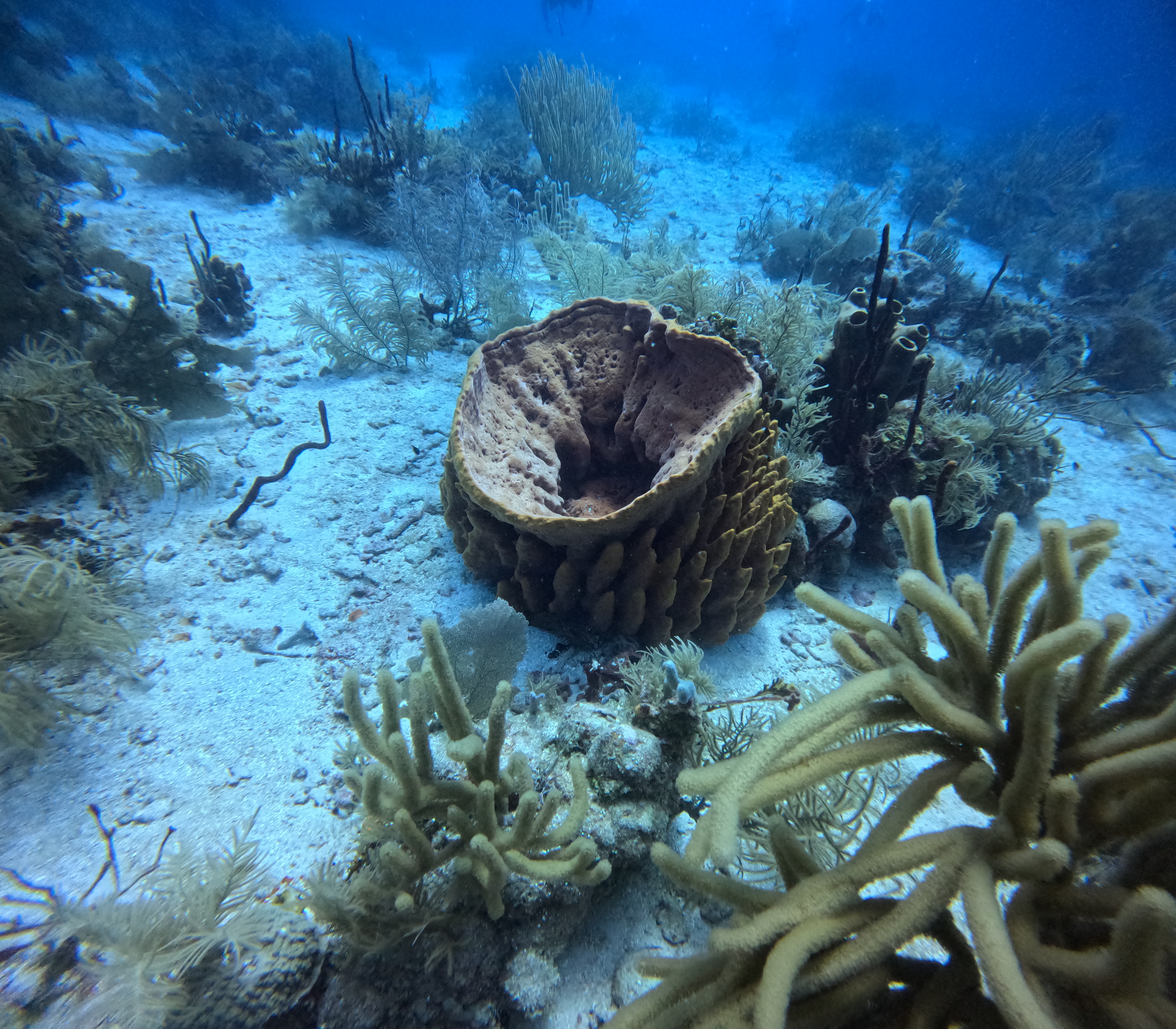 Todd's Last Dance Dive Site Scuba Diving Roatan, Honduras