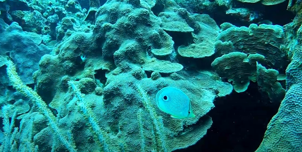 Finger Reef Dive Site Scuba Diving Aruba, Dutch Caribbean