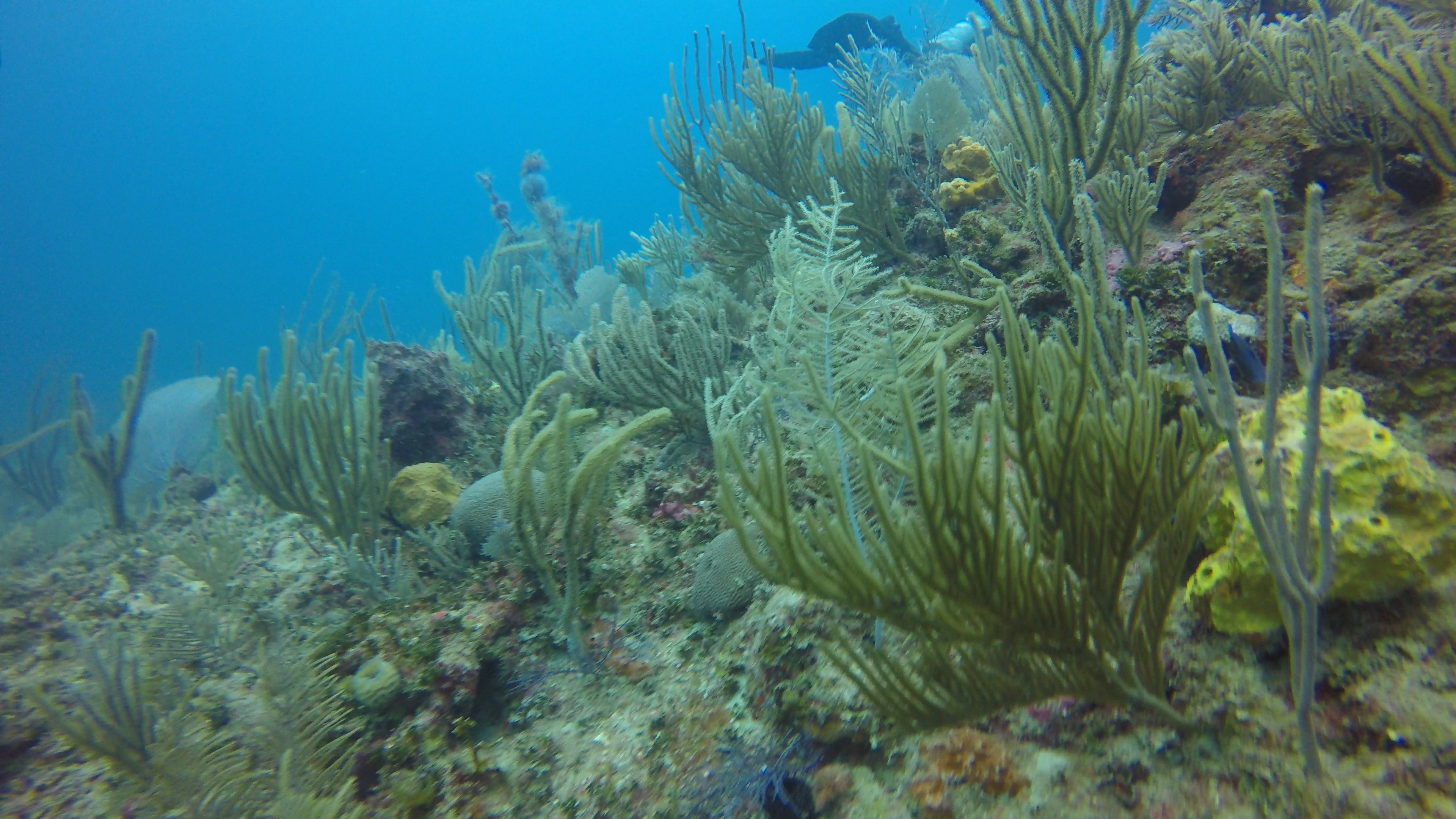 Claraboyas Reef Dive Site Scuba Diving Varadero, Cuba