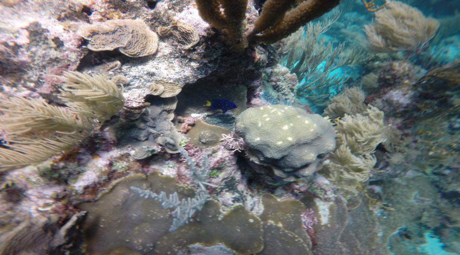 Alejandro's Reef Dive Site Scuba Diving Xcalak, Mexico