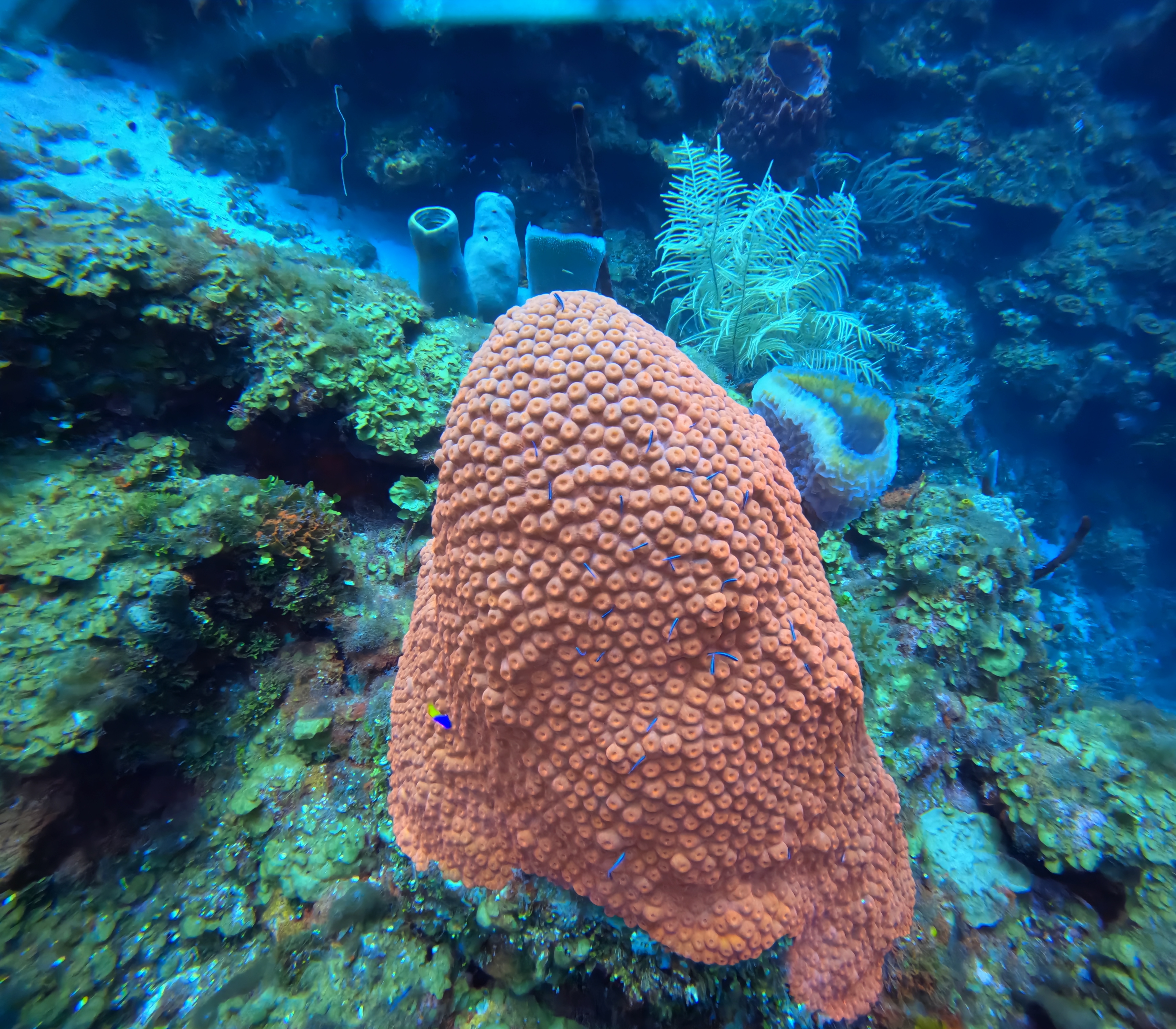 The Scuba Directory