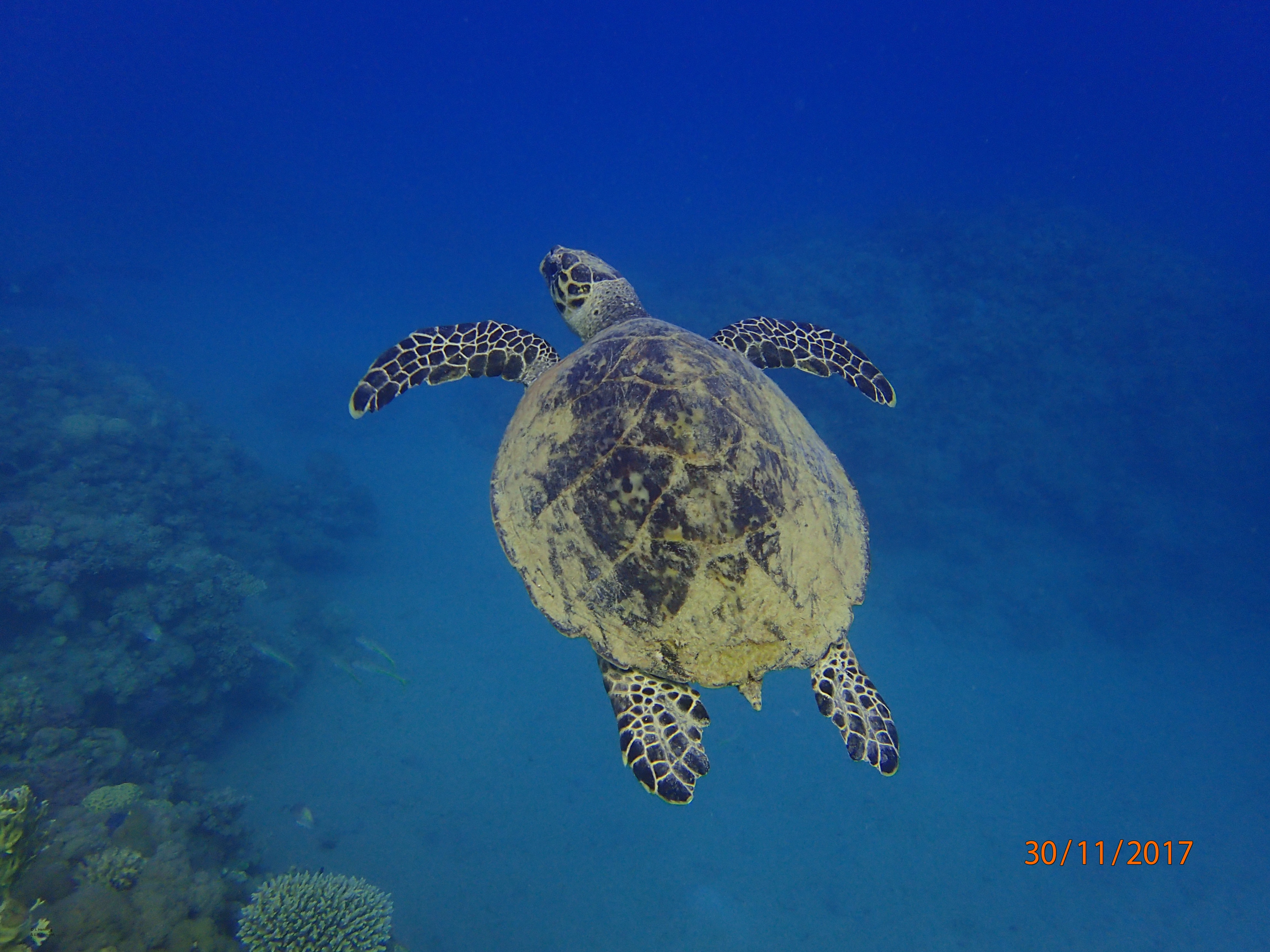 Shams Safaga House Reef Dive Site Scuba Diving Safaga, Egypt