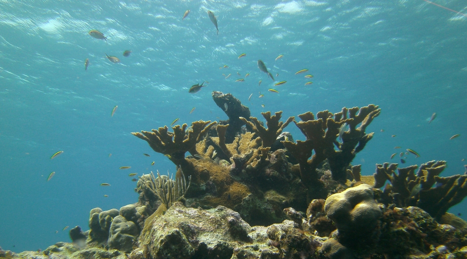 Elkhorn Forest Dive Site Scuba Diving Cayman Brac, Cayman Islands
