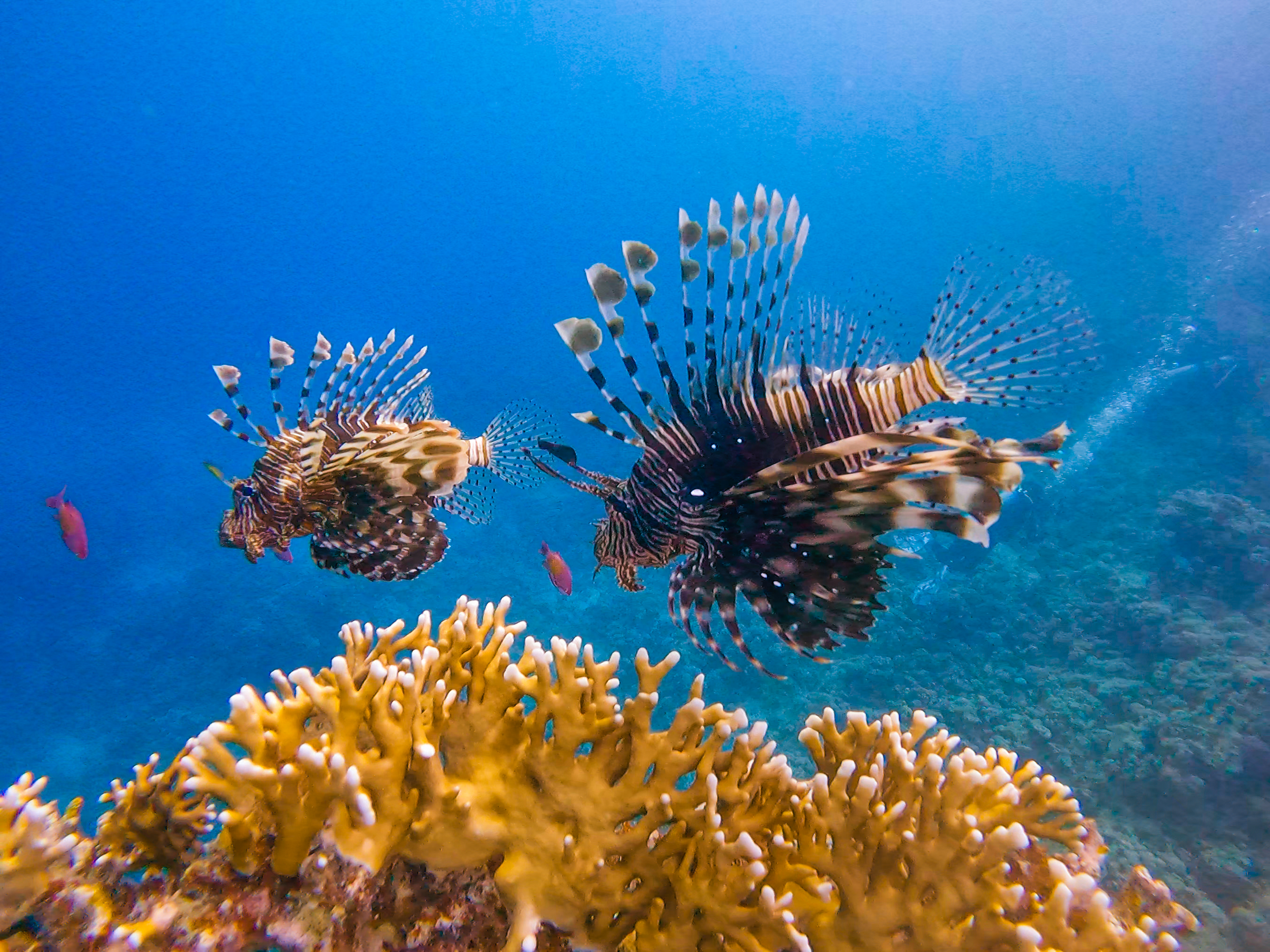 Ras Nasrani, Sharm El Sheikh Dive Site