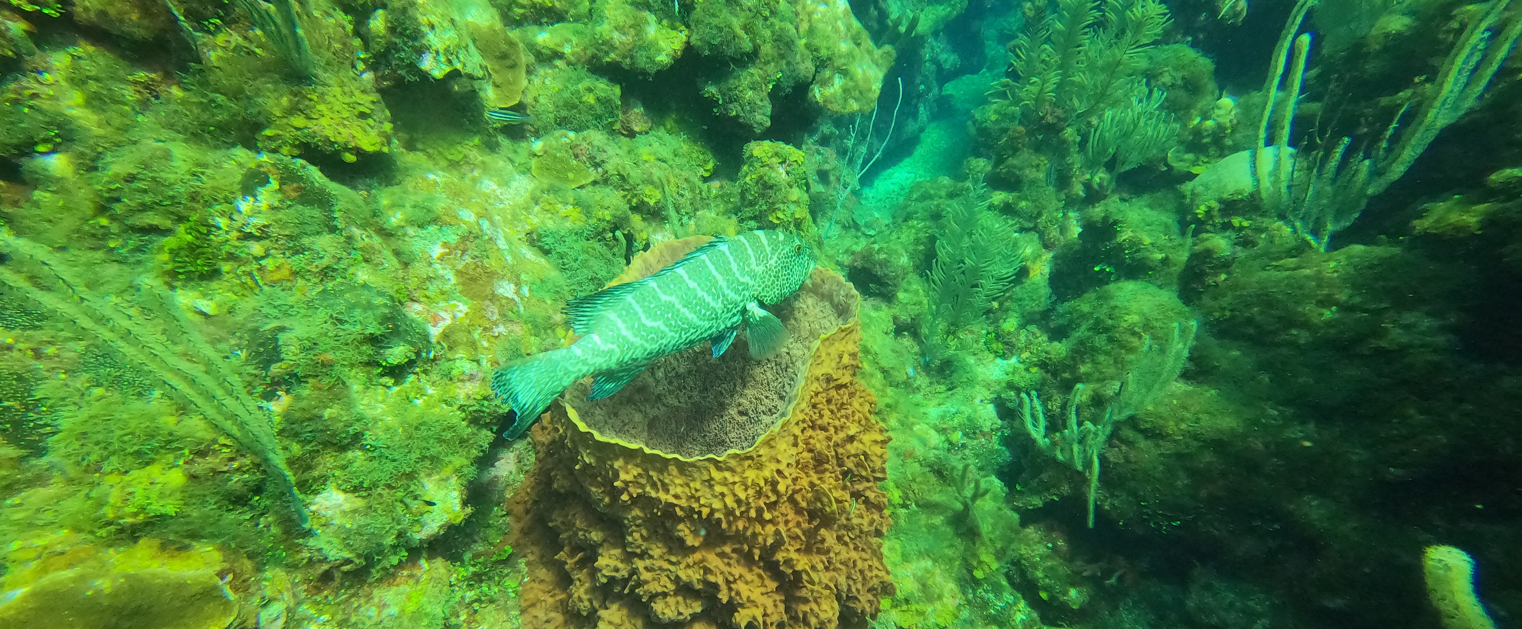 The Scuba Directory