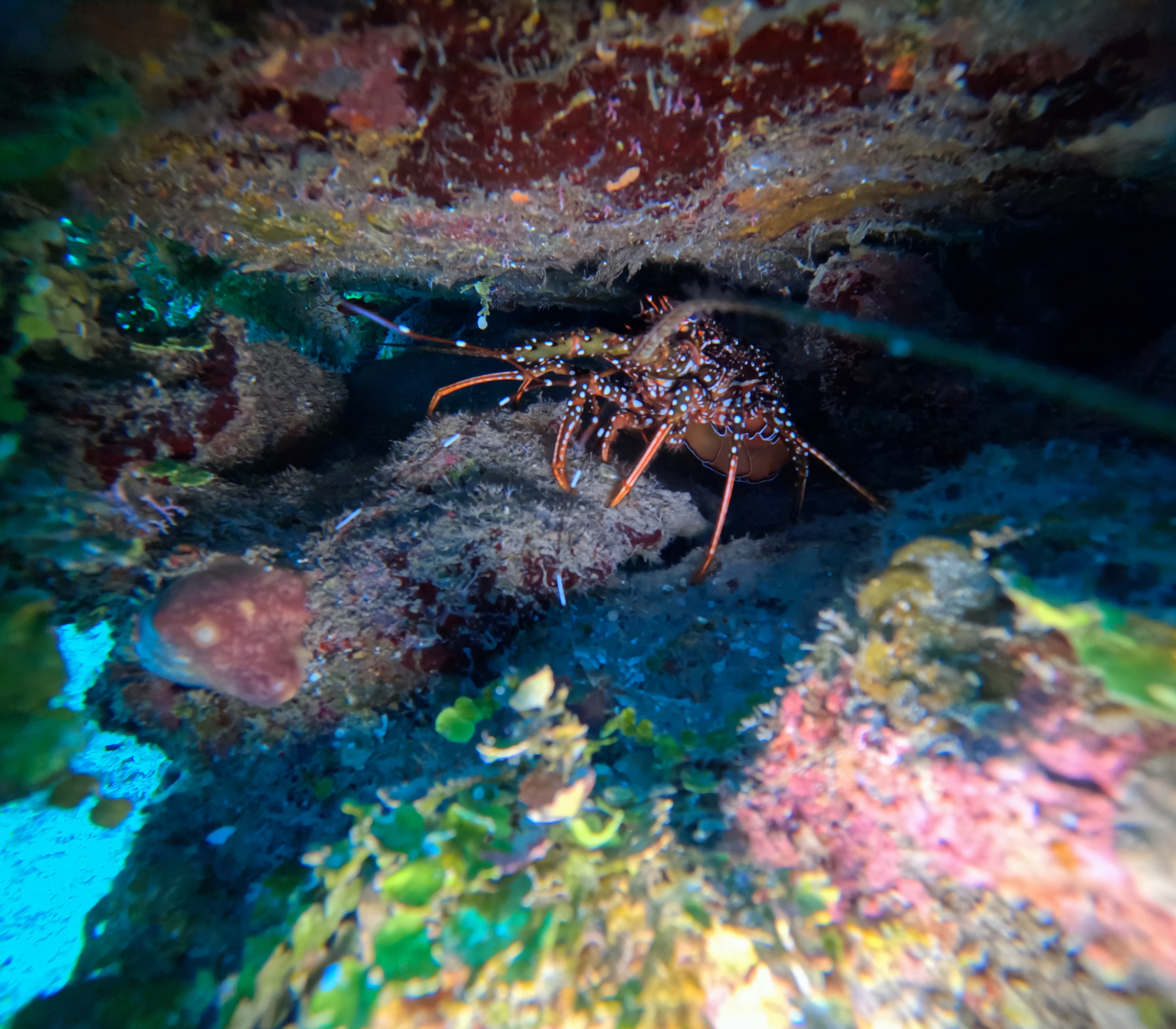 The Scuba Directory