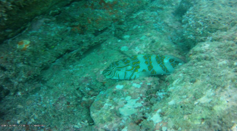 Isla Farallon Dive Site Scuba Diving Santa Clara, Panama