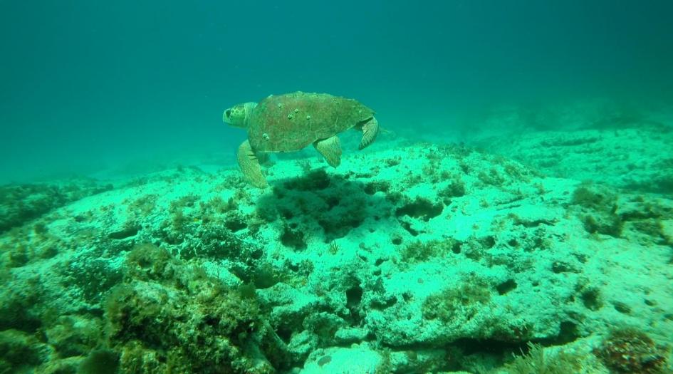 Punta Sur Drift Dive Site Scuba Diving Isla Mujeres, Mexico