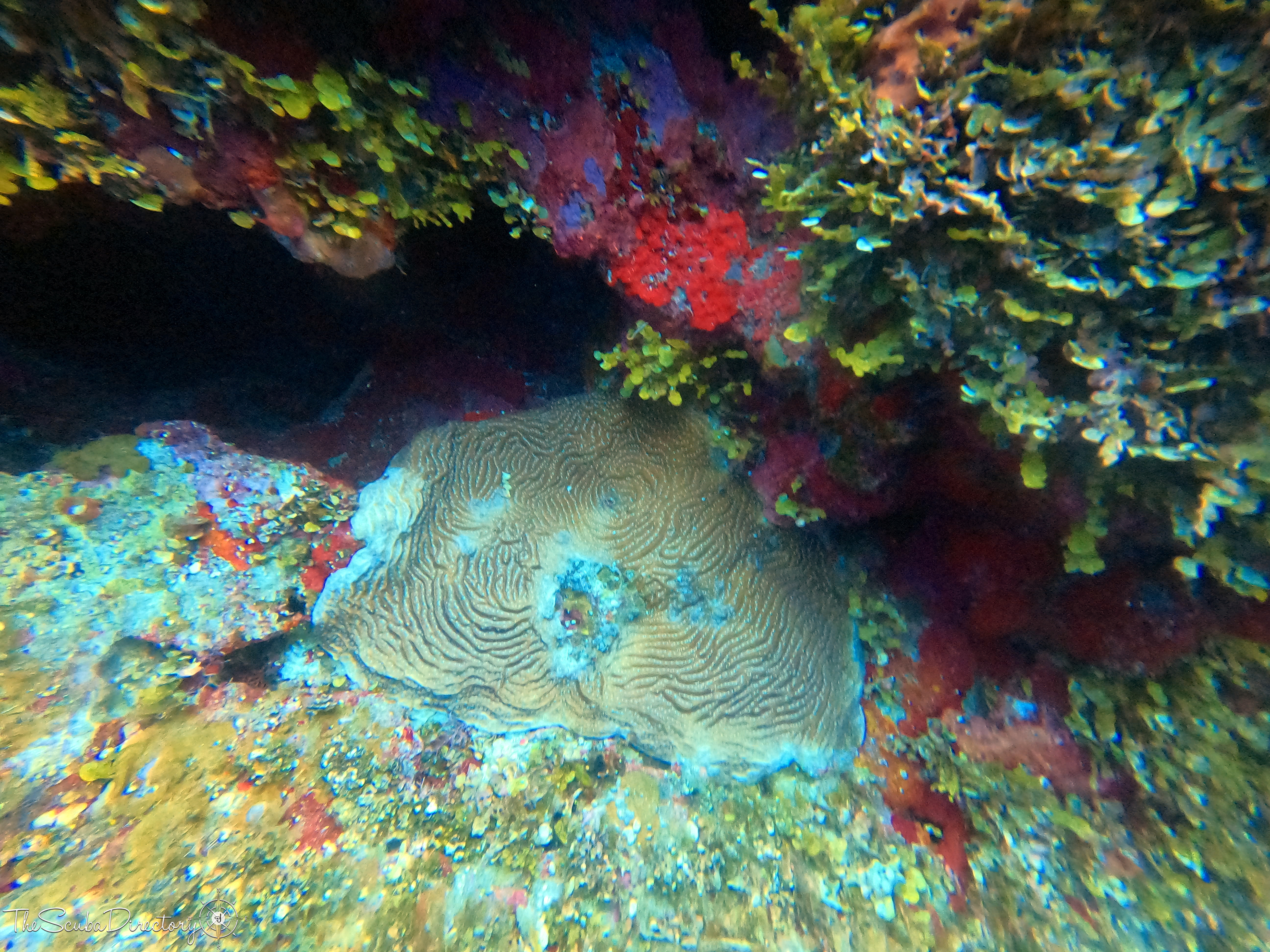 Don Quickset, Utila Dive Site