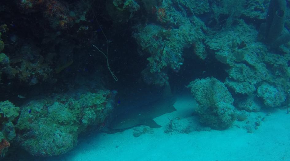 No Name Reef Dive Site Scuba Diving Big Corn Island, Nicaragua