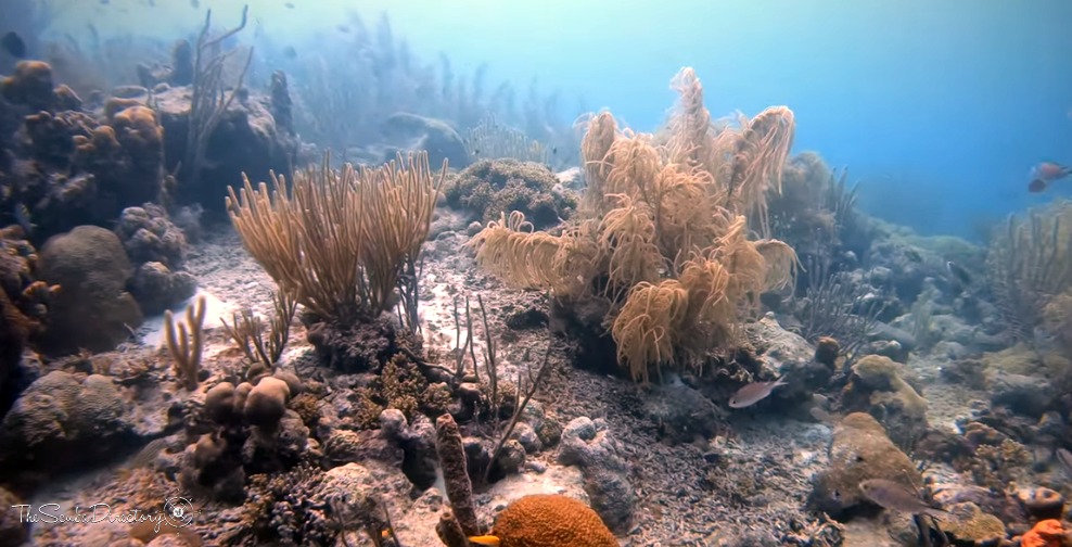 Booby Trap Dive Site Scuba Diving Curacao, Dutch Caribbean
