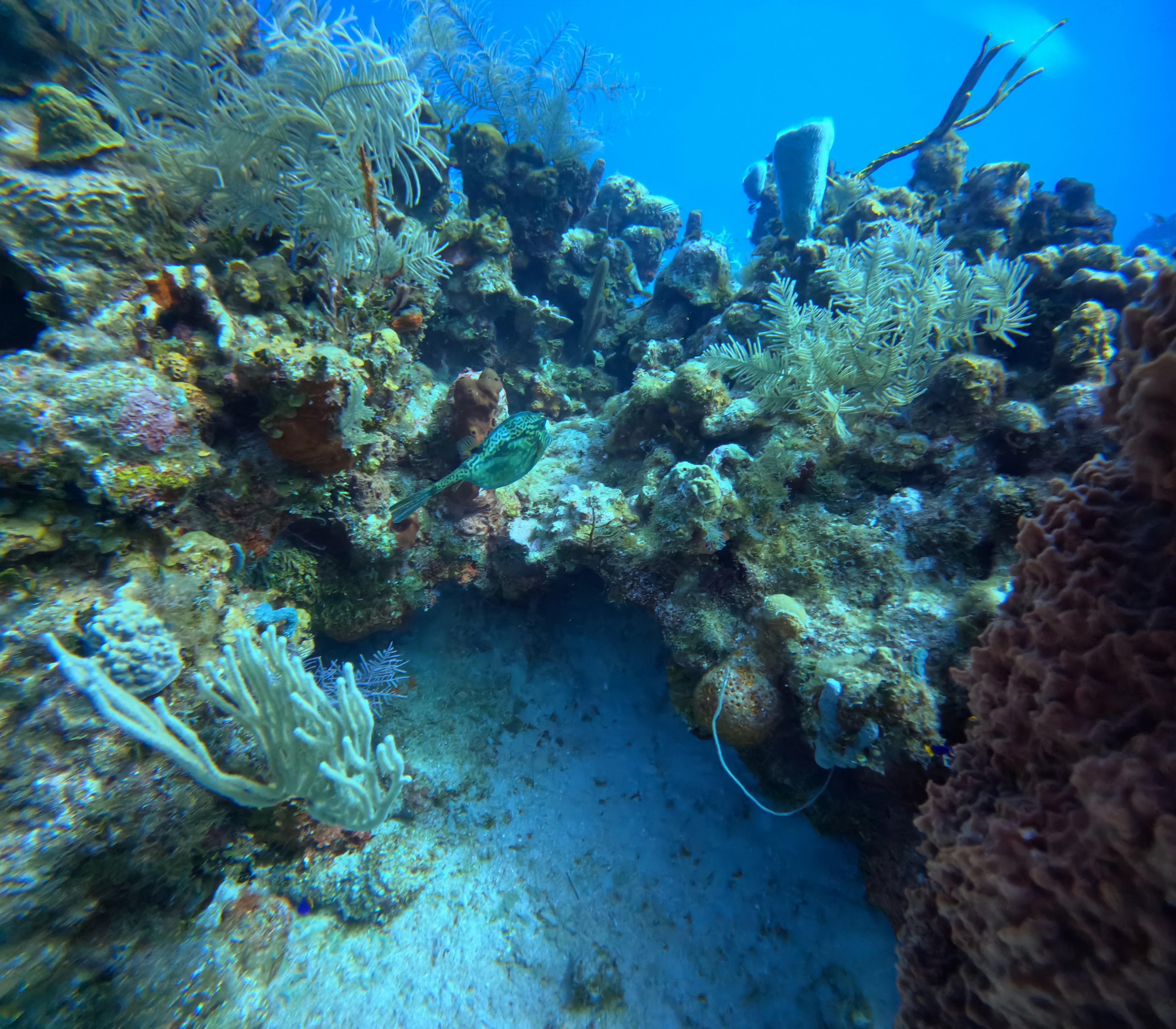 The Scuba Directory