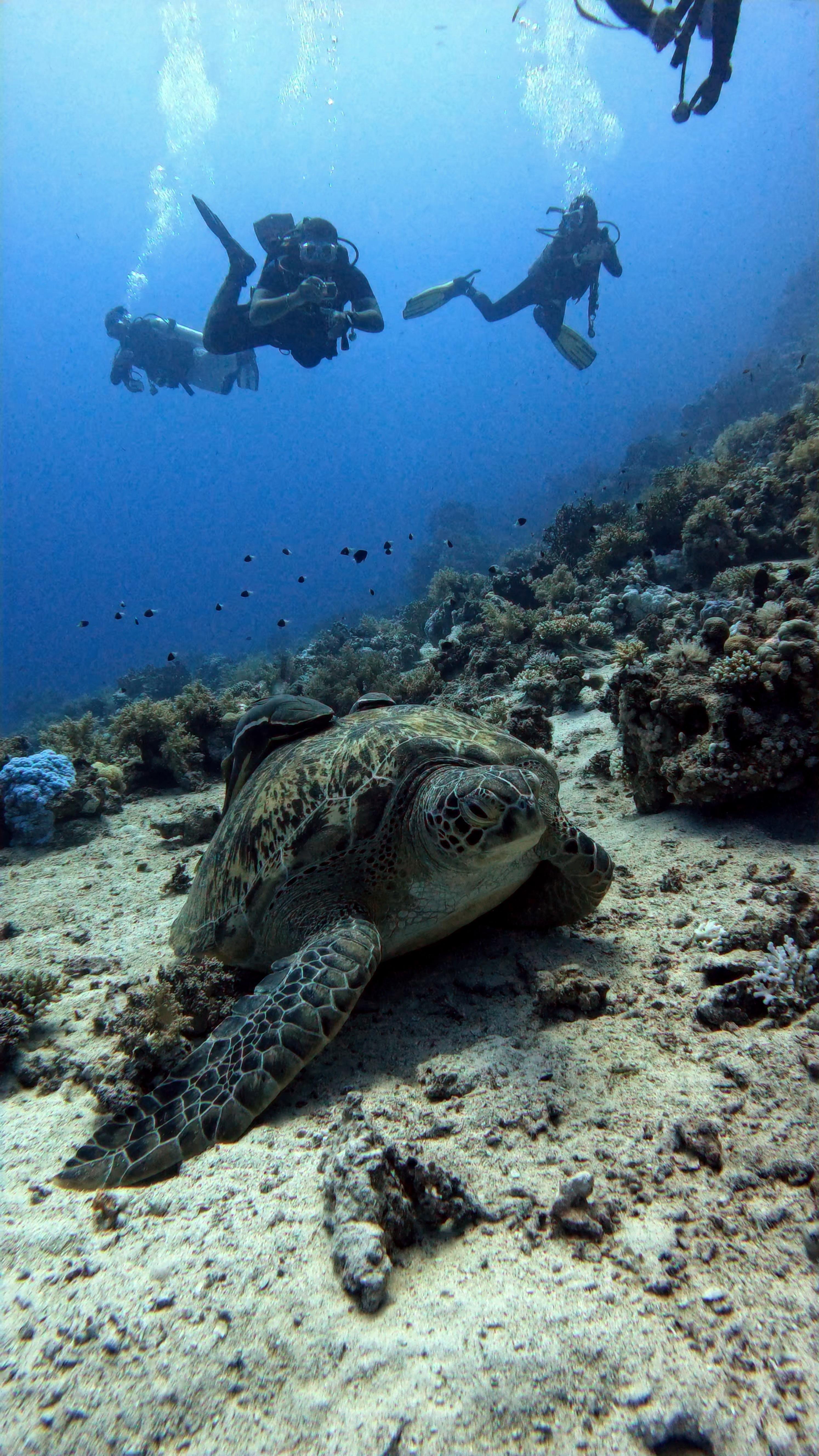 Shark & Yolanda Reef, Sharm El Sheikh Dive Site