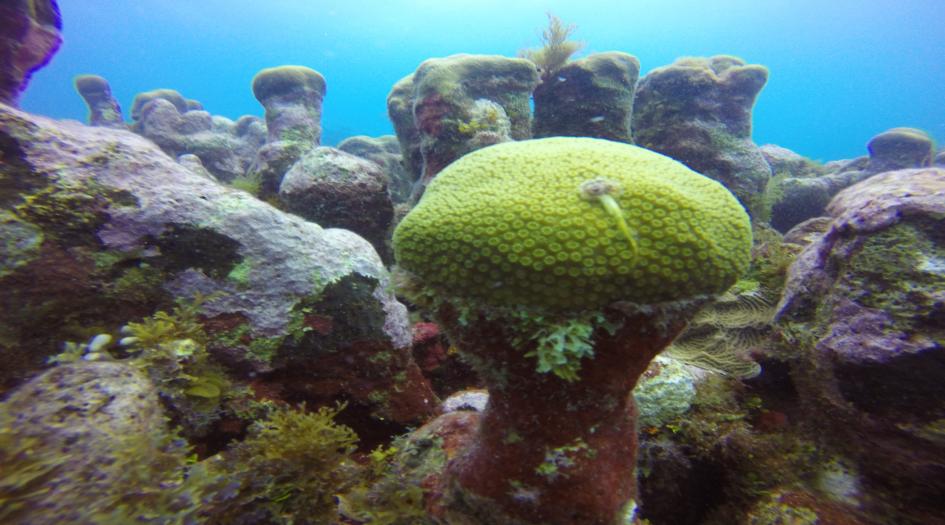 Two Ladders Flipflop Dive Site Scuba Diving Big Corn Island, Nicaragua