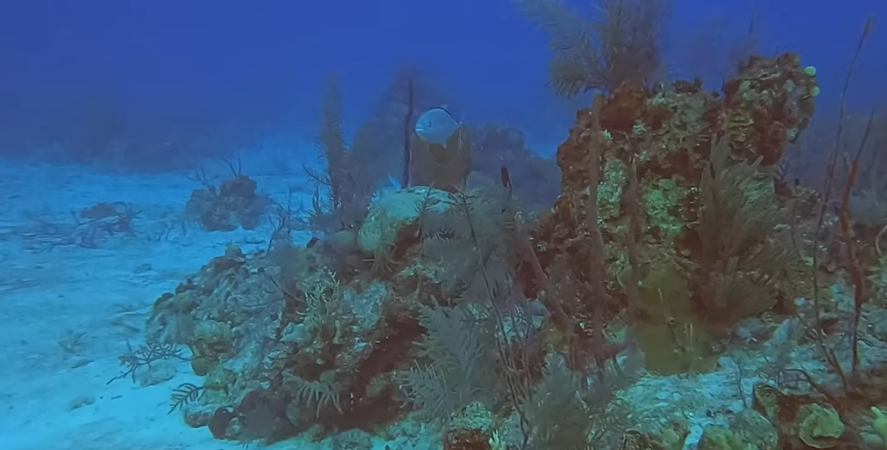 Magic Mushroom  Dive Site Scuba Diving West Caicos, Turks and Caicos Islands