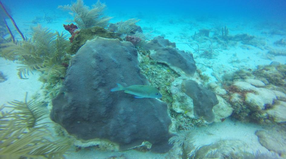 Otto's Rock Dive Site Scuba Diving Big Corn Island, Nicaragua