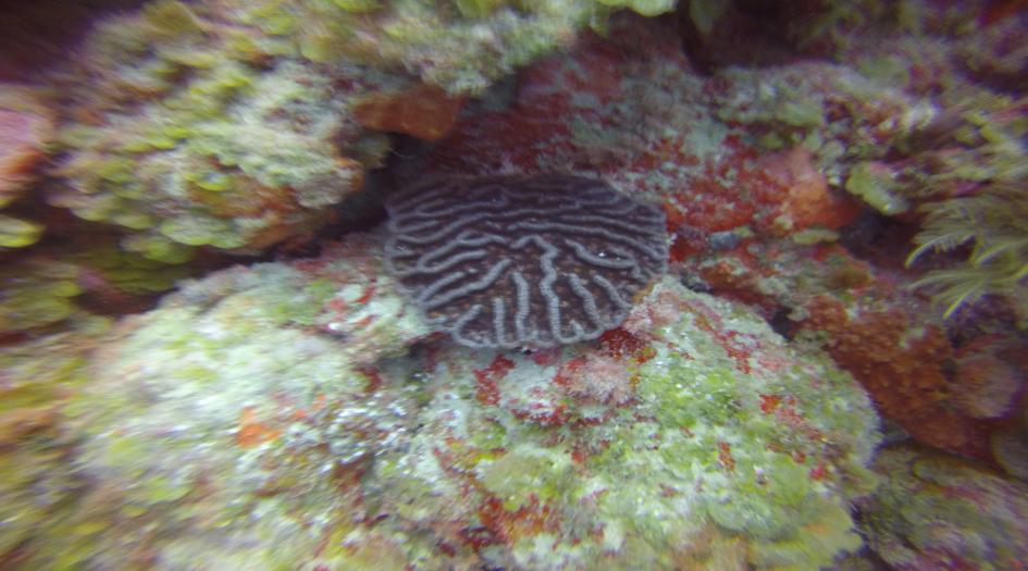 Virgin Deep Dive Site Scuba Diving Big Corn Island, Nicaragua