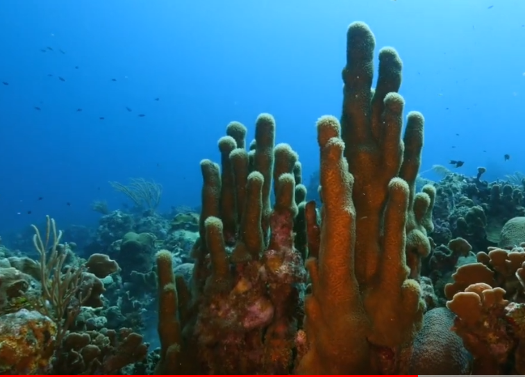Paradise Dive Site Scuba Diving Curacao, Dutch Caribbean