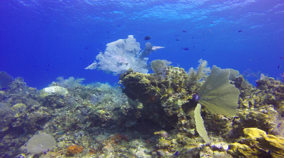 Plymouth Reef - shore dive Dive Site Scuba Diving Cayman Brac, Cayman Islands