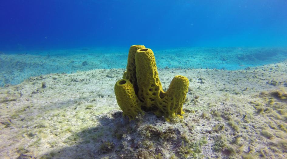 Radar Reef Dive Site Scuba Diving Cayman Brac, Cayman Islands