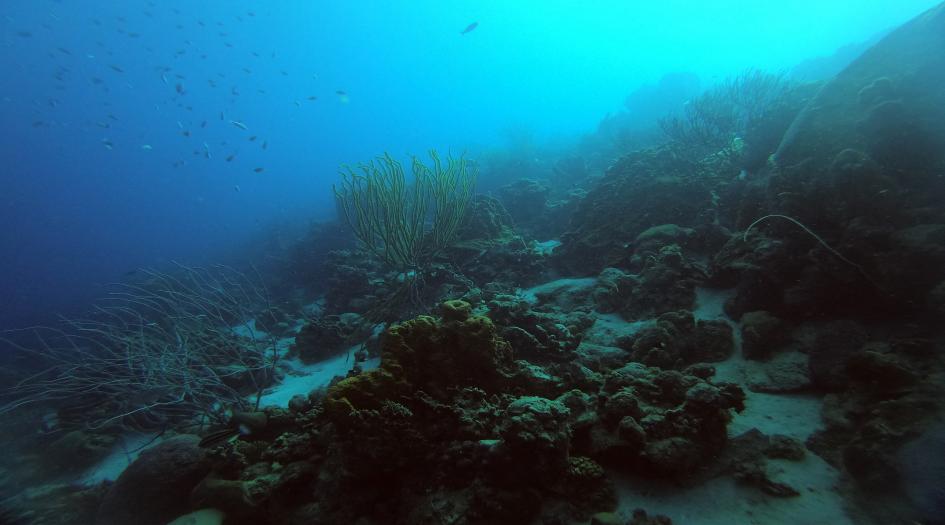 Windsock Dive Site Scuba Diving Bonaire, Dutch Caribbean