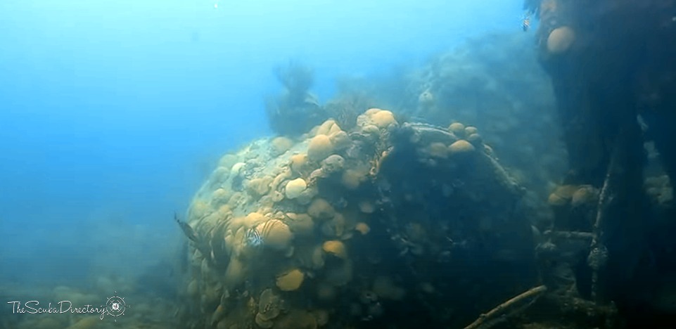 Taunton Dive Site Scuba Diving Hamilton, Bermuda