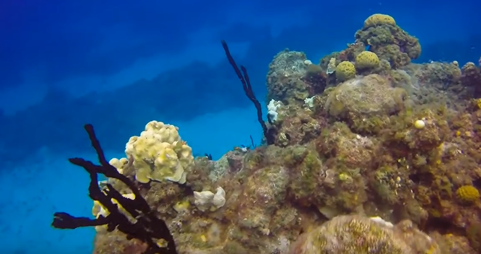 Barracuda Shoals Dive Site Scuba Diving Great Exuma, Bahamas