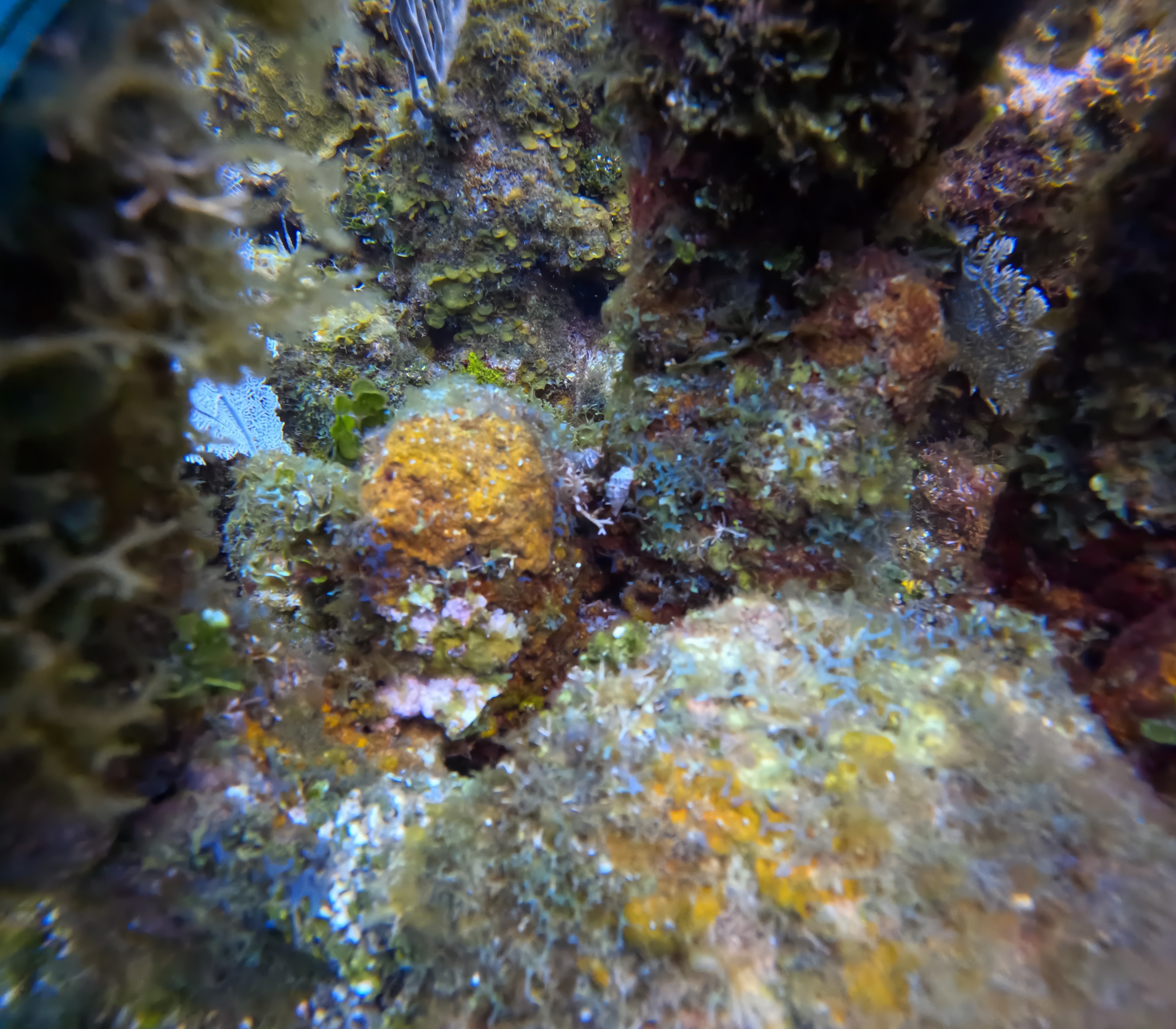 Bears Den - Cave Dive Site Scuba Diving Roatan, Honduras