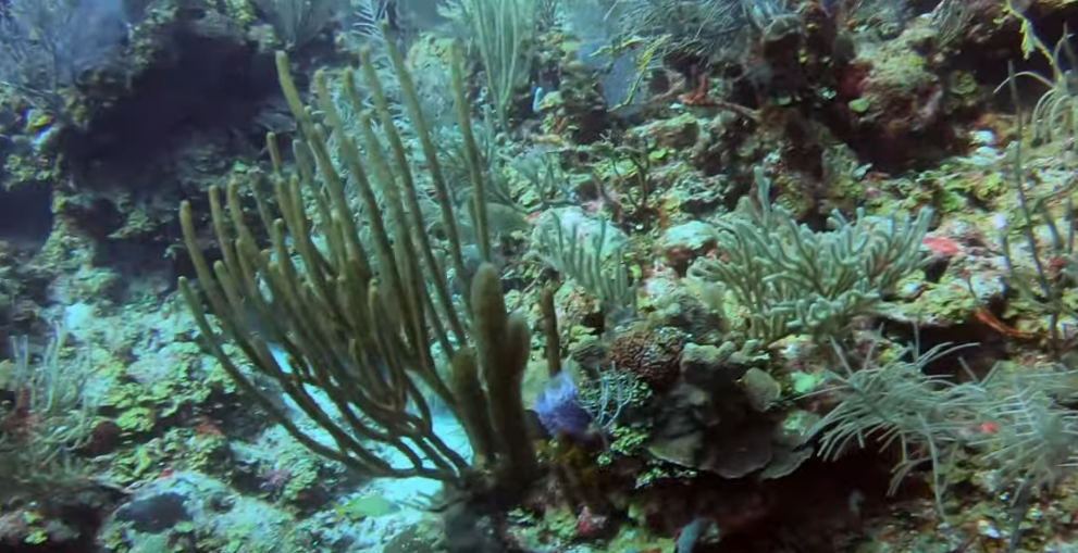 Long Reef Dive Site Scuba Diving South Water Caye, Belize