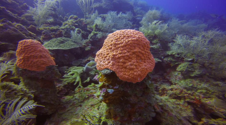 Sanja Dive Site Scuba Diving Big Corn Island, Nicaragua