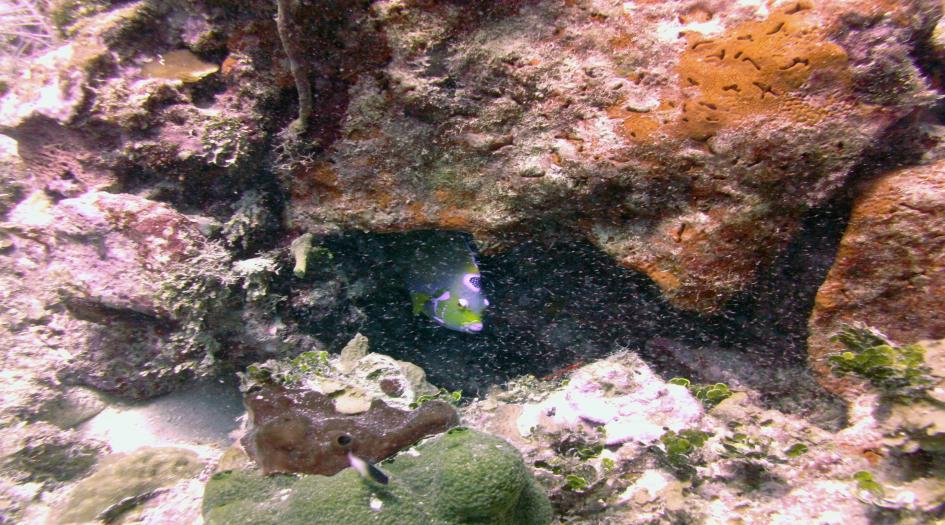 Wreck of the Cali Dive Site Scuba Diving Grand Cayman, Cayman Islands