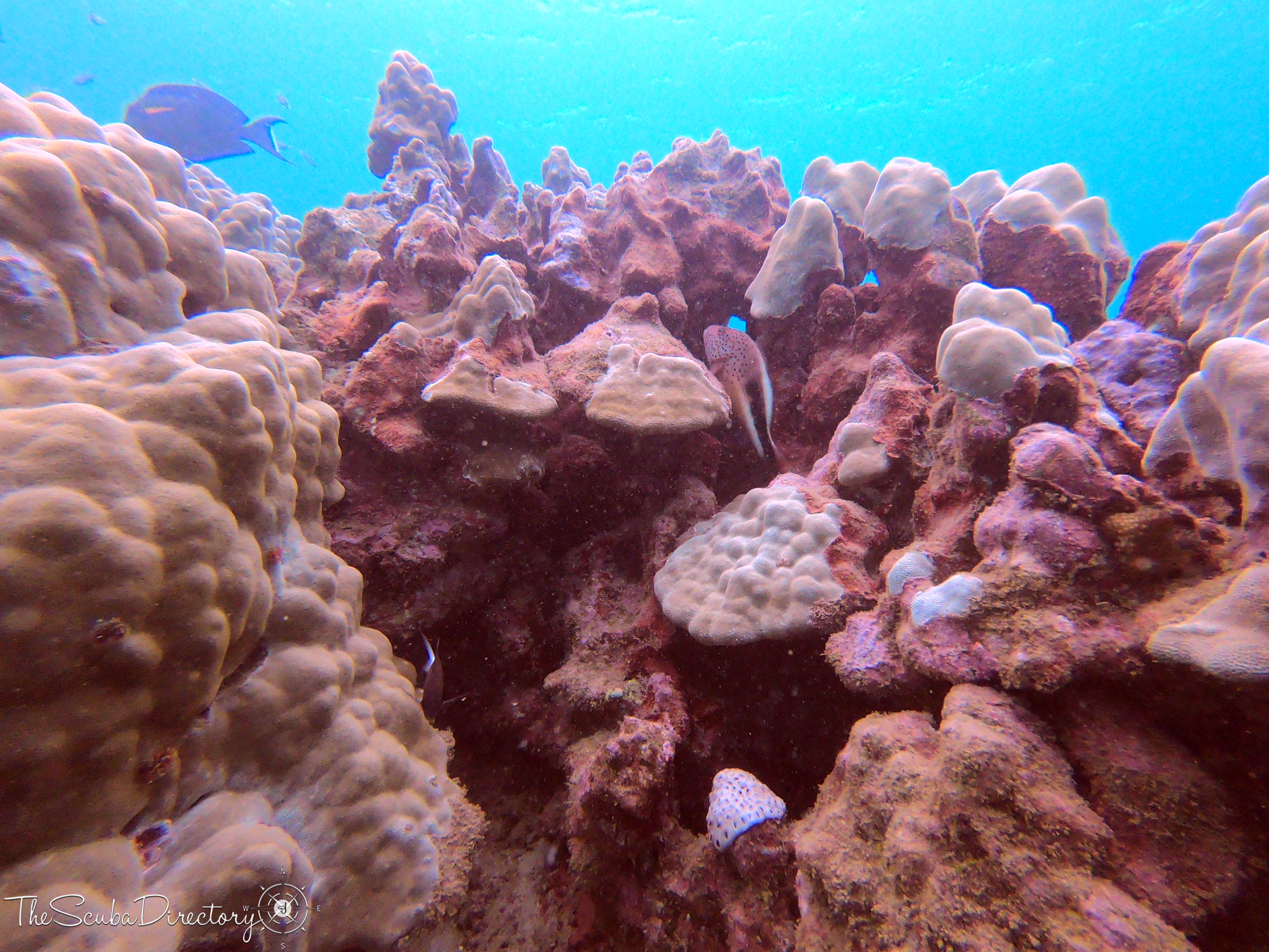 Koloa Landing Dive Site Scuba Diving Kauai, United States