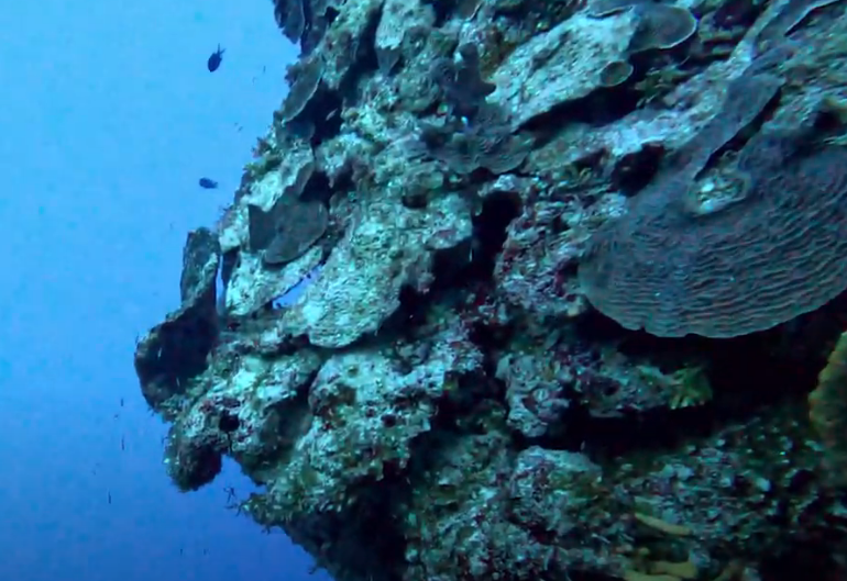 Cedra Wall Dive Site Scuba Diving Cozumel, Mexico