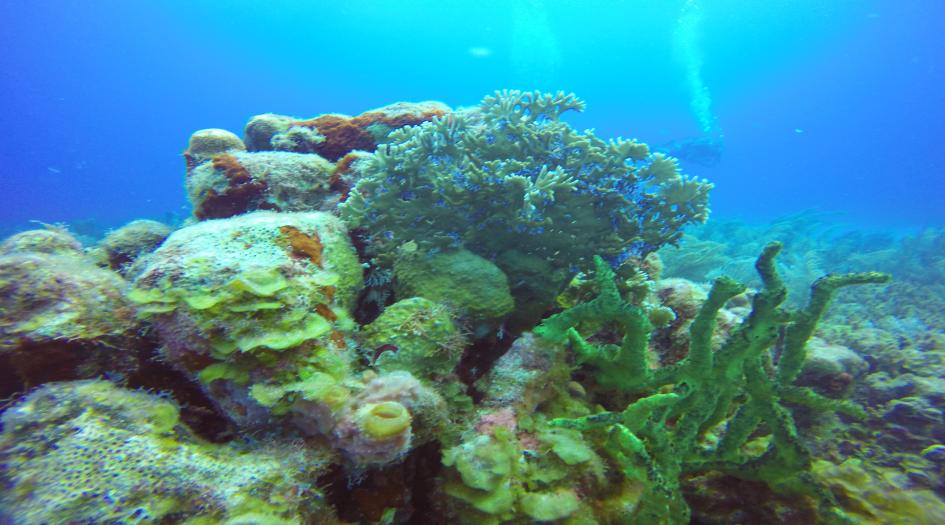 Patrick Dive Site Scuba Diving Big Corn Island, Nicaragua