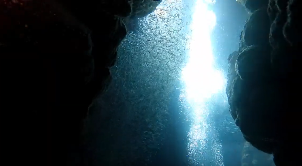 Hole in the Wall Dive Site Scuba Diving Roatan, Honduras