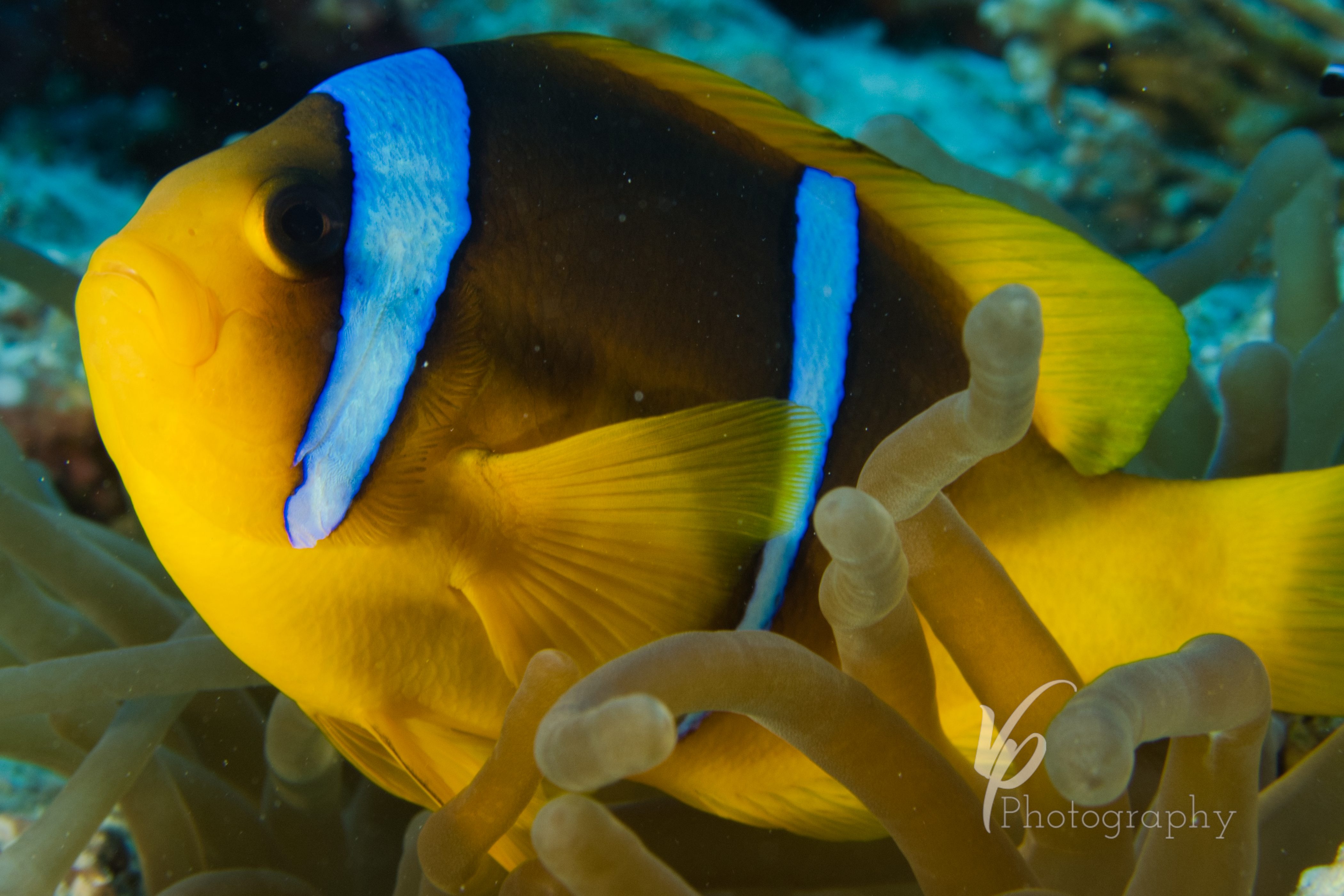 Middle Reef Dive Site Scuba Diving Safaga, Egypt