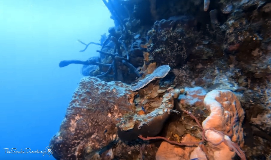 Conception Dive Site Scuba Diving Long Island, Bahamas