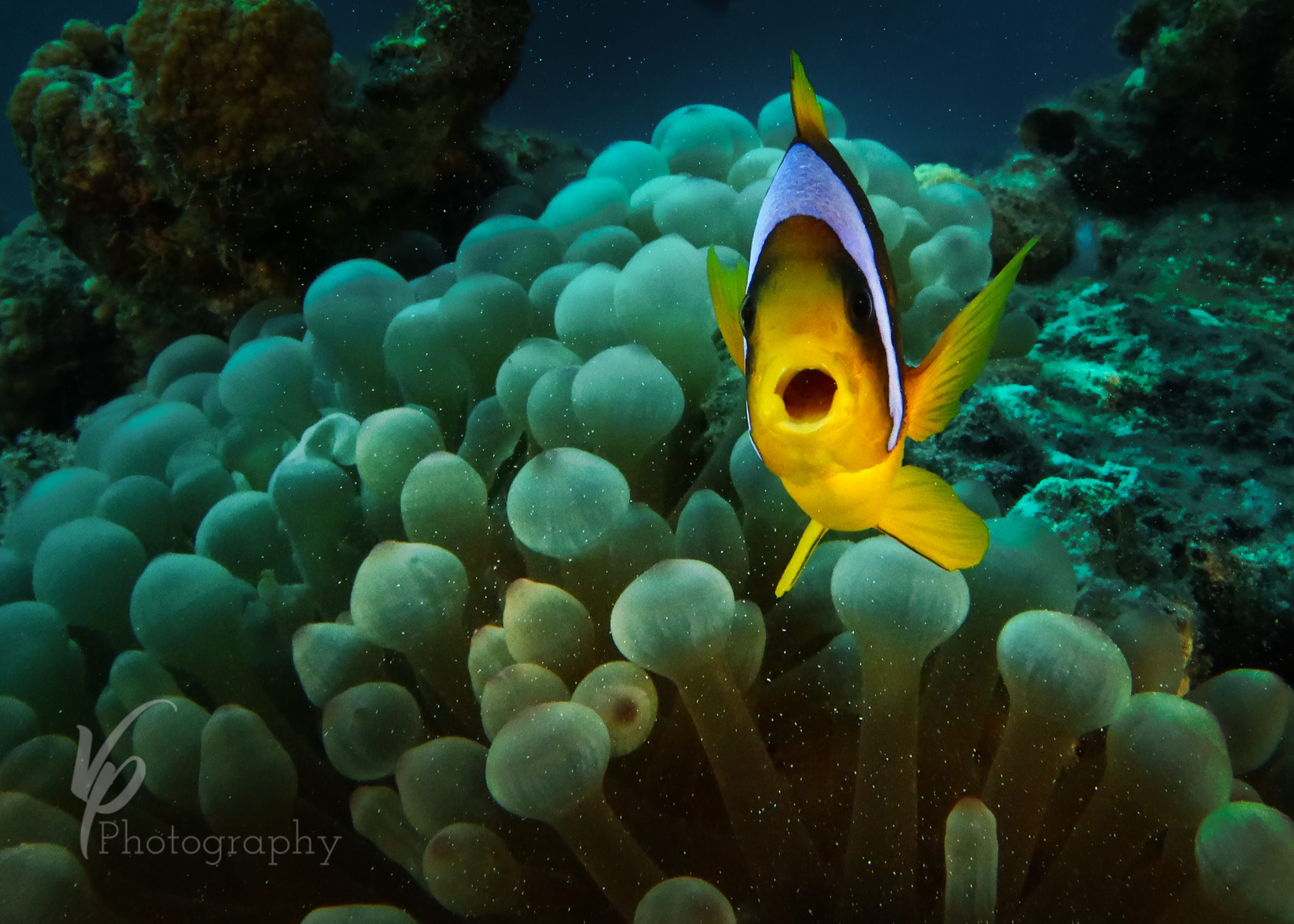Tobia Island Dive Site Scuba Diving Safaga, Egypt