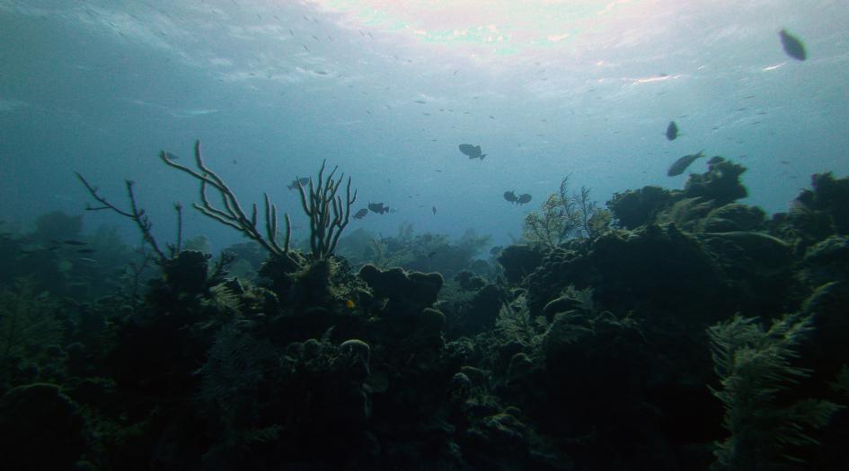 Beacon Harbor Dive Site Scuba Diving Cayman Brac, Cayman Islands